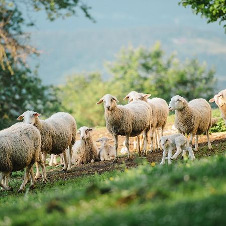 Eco Tourist Farm Ravnjak Slovenj Gradec Εξωτερικό φωτογραφία